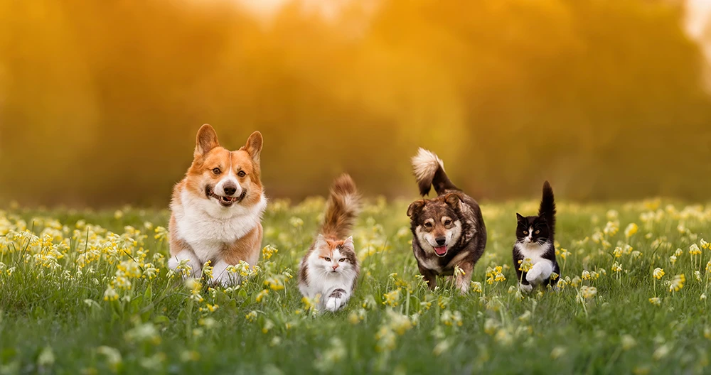 Cats and Dogs running in field